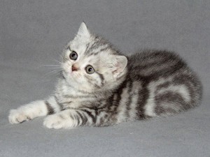 Серебристый мраморный табби окрас британских кошек: фото галерея, стандарт породы, виды окрасов. Серебристые мраморные табби британские кошки, коты, котята. Британцы серебристые мраморные табби (мрамор на серебре).